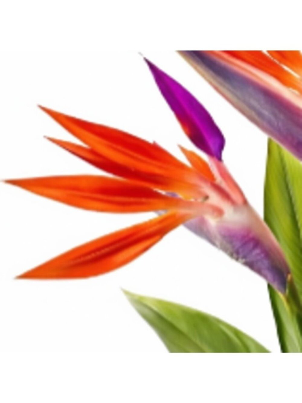 Artificial Bird of Paradise Flowers Realistic Strelitzia 3 Stem Bundle - Picture 4 of 9